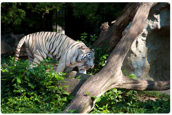 Тигры в зоопарке Дусит в Бангкоке